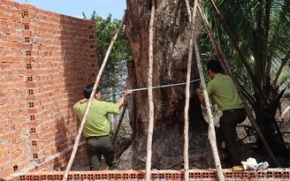 Truy tìm được cây giáng hương 'khủng' bị bứng khỏi rừng phòng hộ